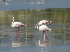 Phoenicopterus roseus