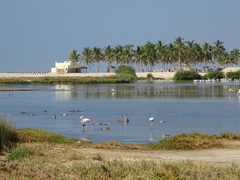 Phoenicopterus roseus