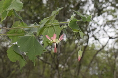Abutilon reflexum