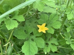 Momordica charantia image