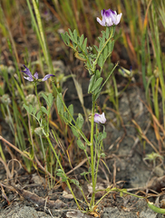 Astragalus rattanii jepsonianus