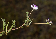Astragalus rattanii jepsonianus