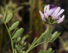 Astragalus rattanii jepsonianus