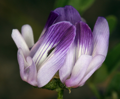 Astragalus rattanii jepsonianus
