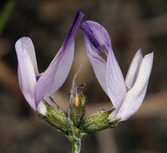 Astragalus rattanii jepsonianus