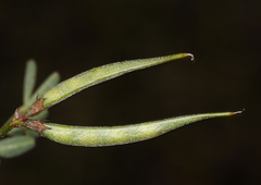 Astragalus rattanii jepsonianus