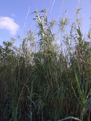 Arundo donax
