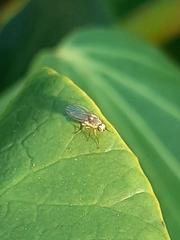 Diptera