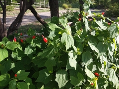 Malvaviscus arboreus