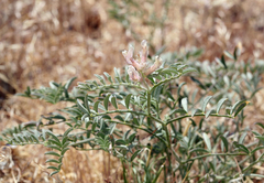 Astragalus sepultipes