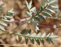 Astragalus sepultipes