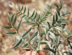 Astragalus sepultipes