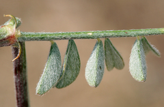 Astragalus sepultipes