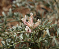 Astragalus sepultipes