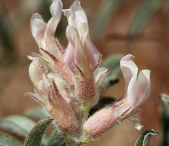 Astragalus sepultipes