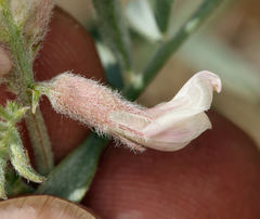 Astragalus sepultipes