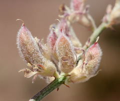 Astragalus sepultipes