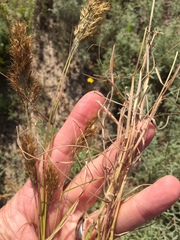 Pentameris curvifolia