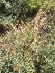 Pentameris curvifolia