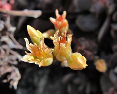Sedum flavidum