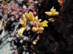 Sedum flavidum