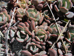 Sedum flavidum