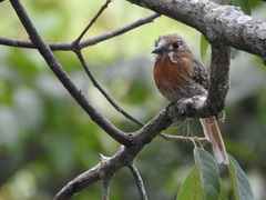 Malacoptila mystacalis