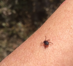 Rhipicephalus sanguineus