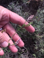 Cysticapnos cracca