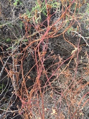 Cysticapnos cracca