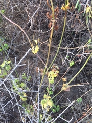 Cysticapnos cracca