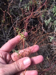 Cysticapnos cracca