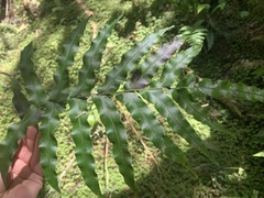 Blechnum novae-zelandiae