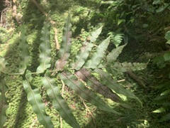 Blechnum novae-zelandiae