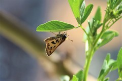 Hylephila fasciolata