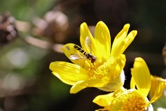 Allograpta hortensis