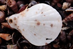 Magellania flavescens