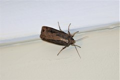 Agrotis robusta