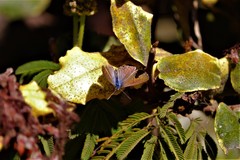 Leptotes trigemmatus