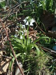 Allium triquetrum