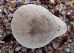 Magellania flavescens