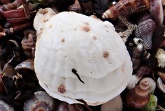 Magellania flavescens