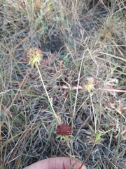 Gaillardia aestivalis