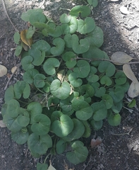 Dichondra microcalyx