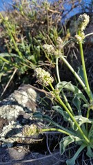 Valeriana macrorhiza