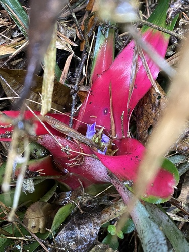 Neoregelia carolinae