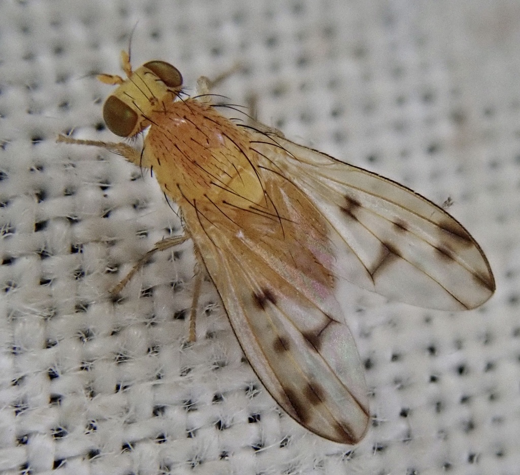 Homoneura lamellata