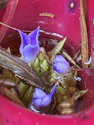 Neoregelia carolinae