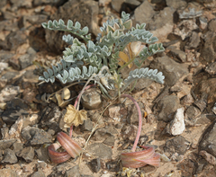 Astragalus tidestromii