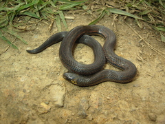 Atractus